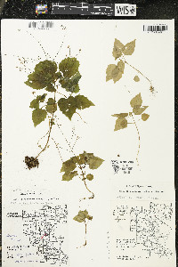 Circaea alpina image