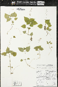 Circaea alpina subsp. alpina image