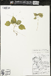 Circaea alpina image