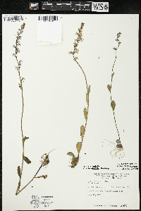 Lobelia spicata var. spicata image