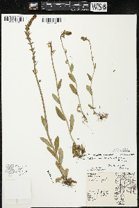 Lobelia spicata var. hirtella image