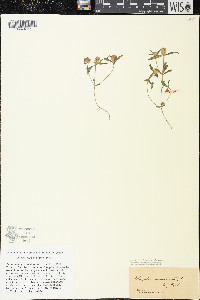 Polygala cruciata image