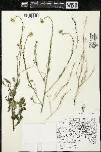 Brassica nigra image