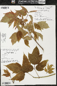 Acer negundo var. negundo image