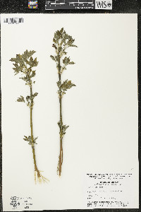 Acer negundo var. negundo image