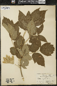 Acer negundo var. negundo image