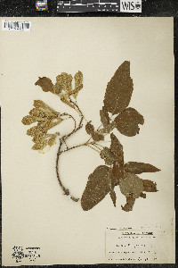 Acer negundo var. negundo image