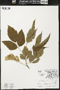 Acer negundo var. negundo image