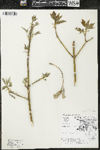 Acer negundo var. negundo image