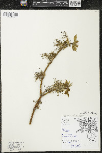 Acer negundo var. negundo image