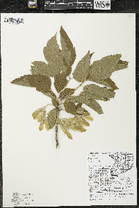 Acer negundo var. negundo image