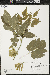 Acer negundo var. negundo image