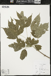 Acer negundo var. negundo image