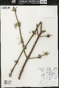Acer negundo var. negundo image