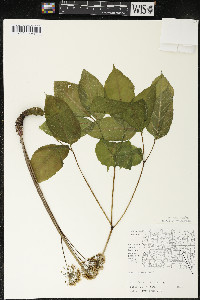 Aralia nudicaulis image