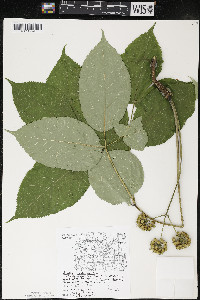 Aralia nudicaulis image