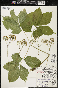 Aralia nudicaulis image