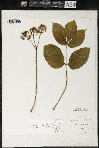 Aralia nudicaulis image