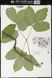 Aralia nudicaulis image