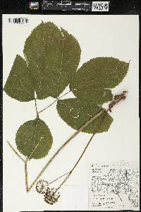 Aralia nudicaulis image