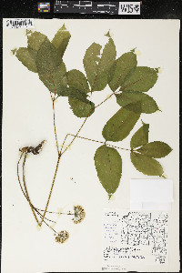 Aralia nudicaulis image