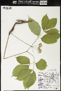 Aralia nudicaulis image