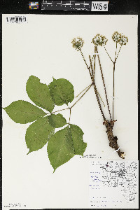 Aralia nudicaulis image
