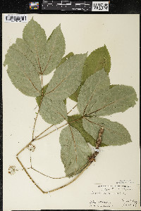 Aralia nudicaulis image