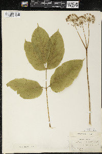 Aralia nudicaulis image