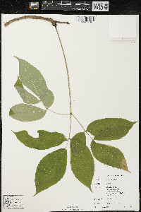 Aralia nudicaulis image