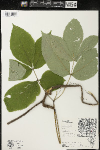 Aralia nudicaulis image