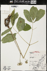 Aralia nudicaulis image