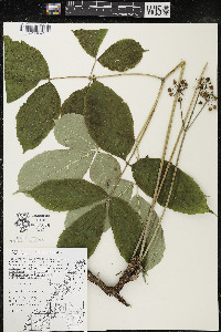 Aralia nudicaulis image