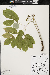 Aralia nudicaulis image