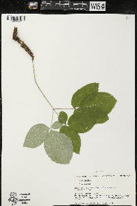 Aralia nudicaulis image