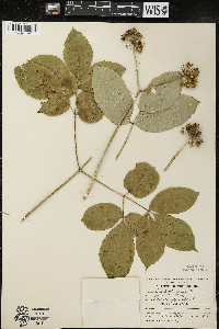 Aralia nudicaulis image