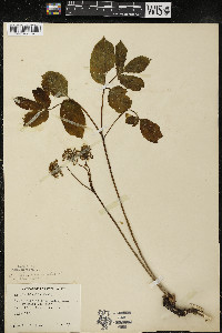 Aralia nudicaulis image
