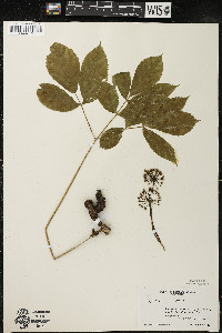 Aralia nudicaulis image