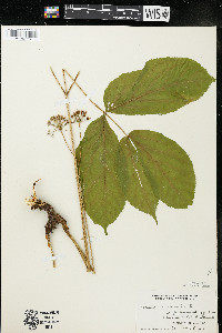 Aralia nudicaulis image