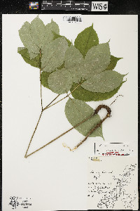 Aralia nudicaulis image