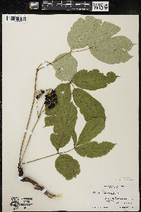 Aralia nudicaulis image