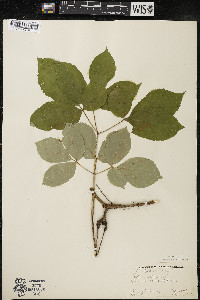 Aralia nudicaulis image