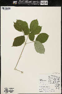 Aralia nudicaulis image