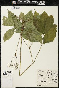 Aralia nudicaulis image