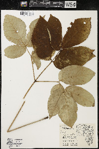 Aralia nudicaulis image