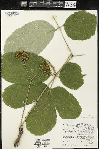 Aralia nudicaulis image