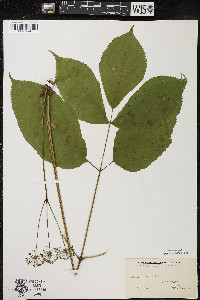 Aralia nudicaulis image