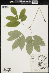 Aralia nudicaulis image