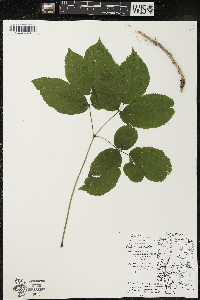 Aralia nudicaulis image