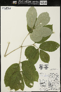 Aralia nudicaulis image